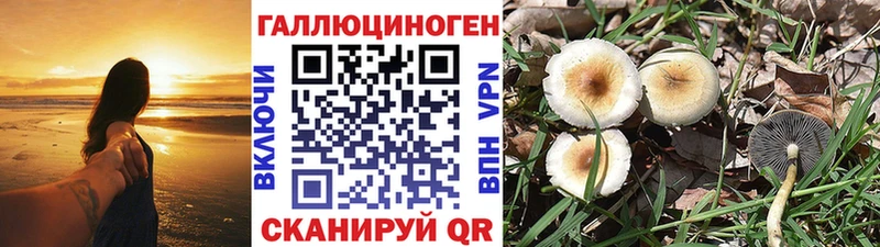 Псилоцибиновые грибы Psilocybine cubensis  закладки  Суджа 